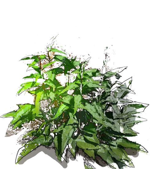 Roślina - Jeżówka purpurowa