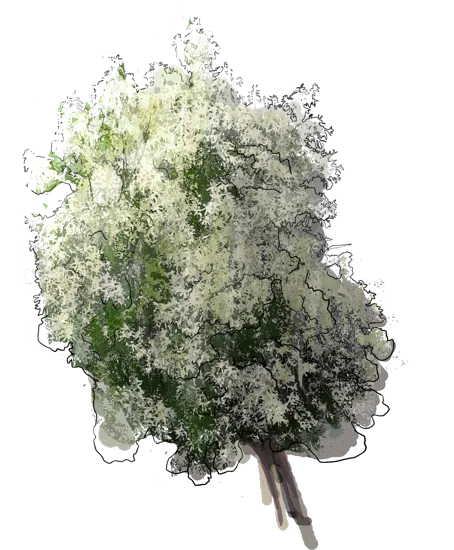 Roślina - Oliwnik wąskolistny