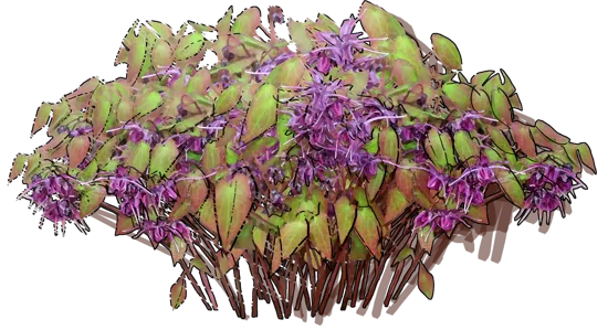 Roślina - Epimedium wielkokwiatowe \u0022Purple Prince\u0022