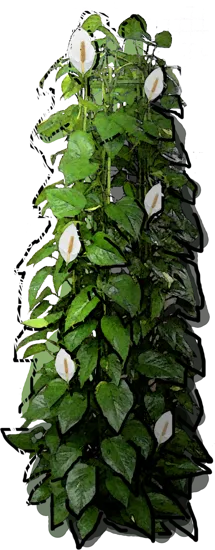Roślina - Epipremnum złociste