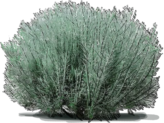Roślina - Ericameria nauseosa