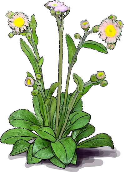 Roślina - Erigeron pulchellus