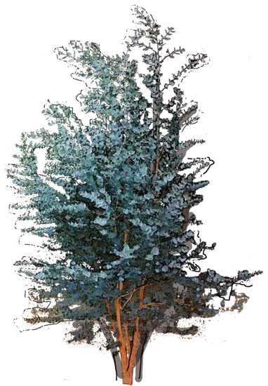 Roślina - Eukaliptus Gunna