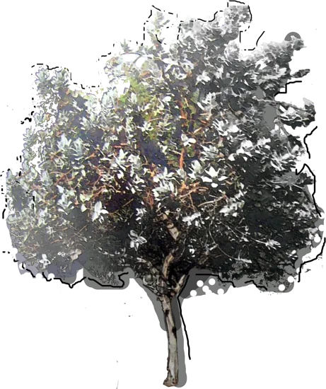 Roślina - Eukaliptus Macrocarpa