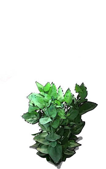 Roślina - Eustoma wielkokwiatowa