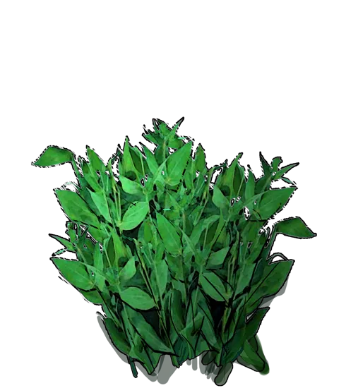 Roślina - Eustoma preriowa