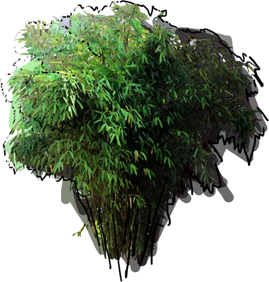 Roślina - Fargesia parasolowata