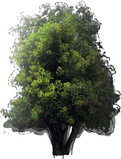 Roślina - Figowiec bengalski