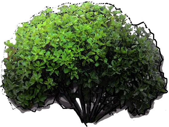 Roślina - Figowiec deltolistny