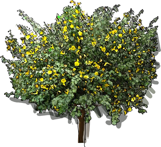 Roślina - Fremontodendron californicum