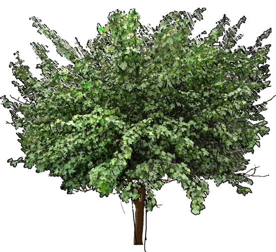 Roślina - Fremontodendron californicum