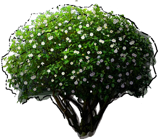 Roślina - Gardenia jaśminowata