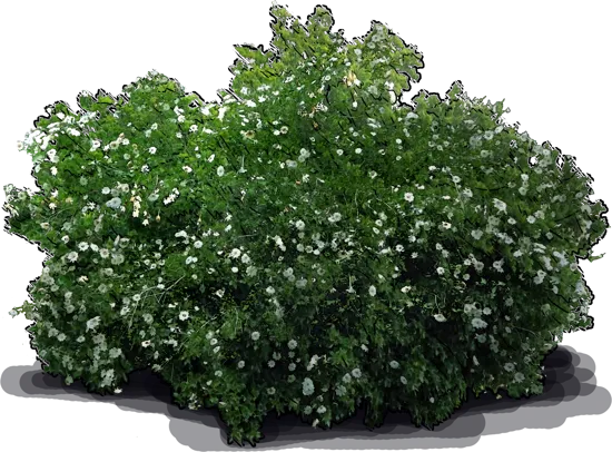 Roślina - Gardenia thunbergia