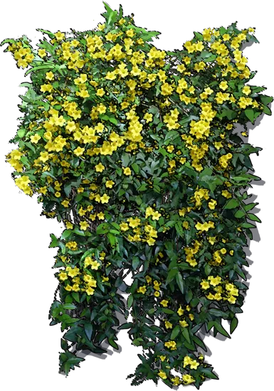 Roślina - Jaśmin żółty