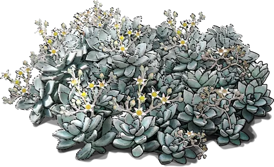 Roślina - Graptopetalum paraguayense