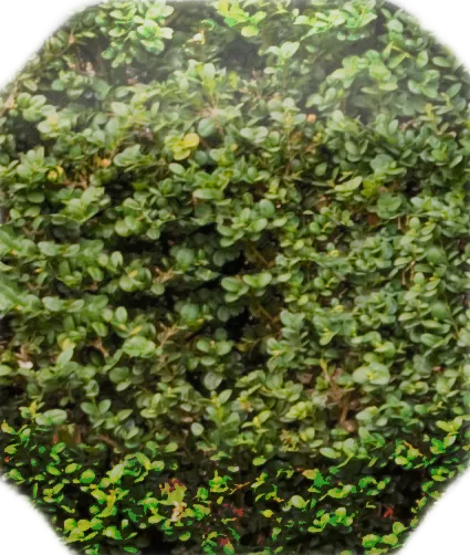 Roślina - Berberys strzyżony niski