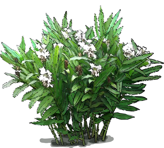 Roślina - Hedychium koronowe