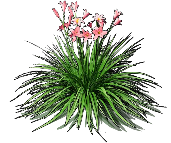 Roślina - Liliowiec ogrodowy Pink Damask