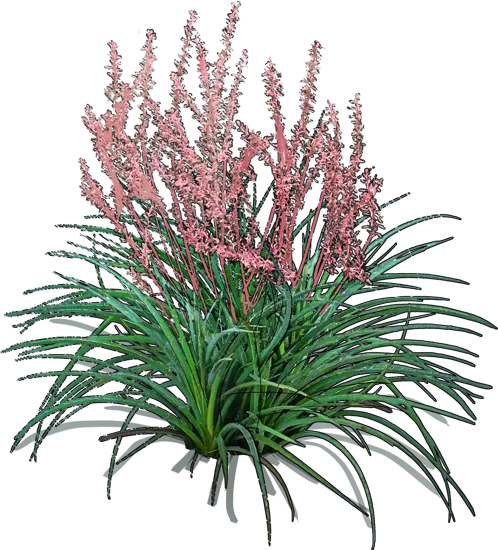 Roślina - Hesperaloe parviflora