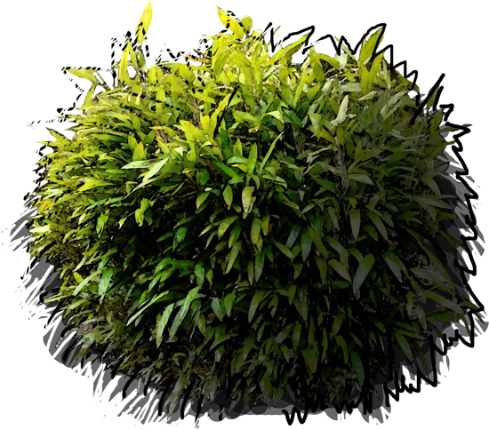Roślina - Indocalamus latifolius