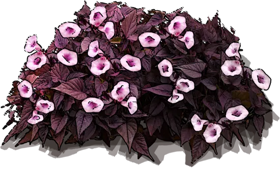 Roślina - Wilec ziemniaczany \u0022Sweet Caroline Purple\u0022