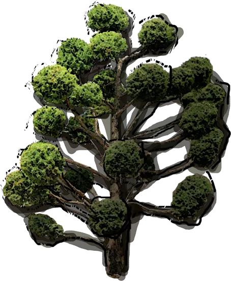 Roślina - Jałowiec chiński Mountbatten bonsai