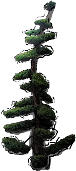 Roślina - Jałowiec Pinga Loderi bonsai