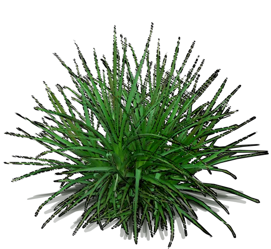 Roślina - Trytoma groniasta