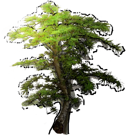 Roślina - Modrzew japoński bonsai