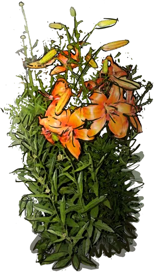 Roślina - Lilia tygrysia