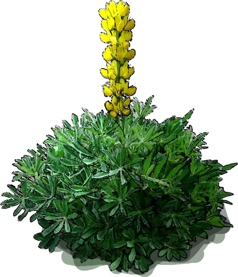 Roślina - Łubin wąskolistny żółty