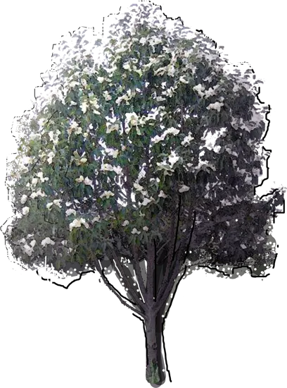 Roślina - Magnolia wielkokwiatowa
