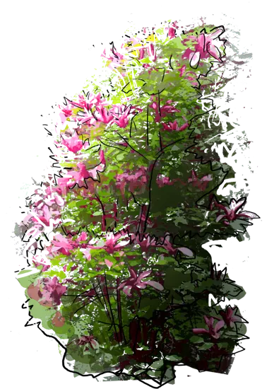 Roślina - Magnolia purpurowa \u0022Nigra\u0022