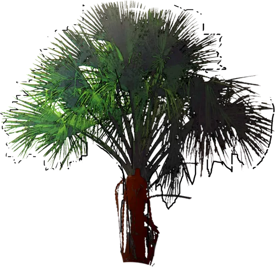 Roślina - Palma sagowcowa