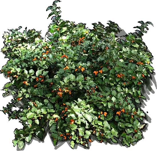 Roślina - Juanulloa mexicana