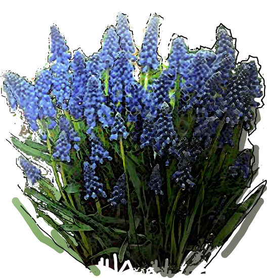 Roślina - Szafirek armeński