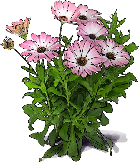 Roślina - Osteospermum \u0022Serenity Pink Magic\u0022