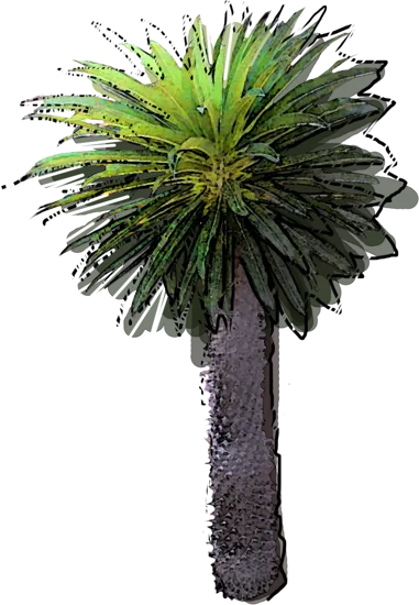 Roślina - Palma madagaskarska