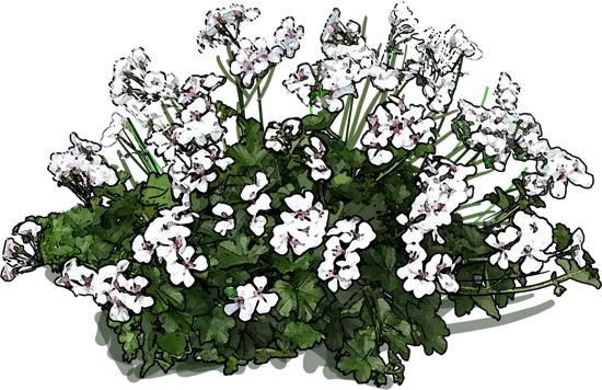 Roślina - Pelargonia Peltatum Happy Face White