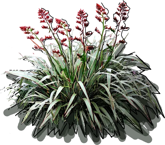 Roślina - Tęgosz cookianum tricolor