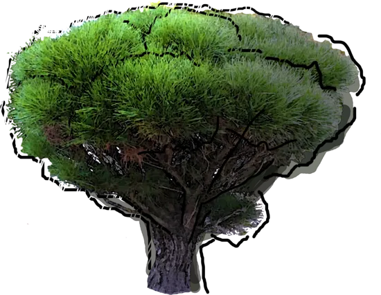 Roślina - Sosna gęstokwiatowa bonsai