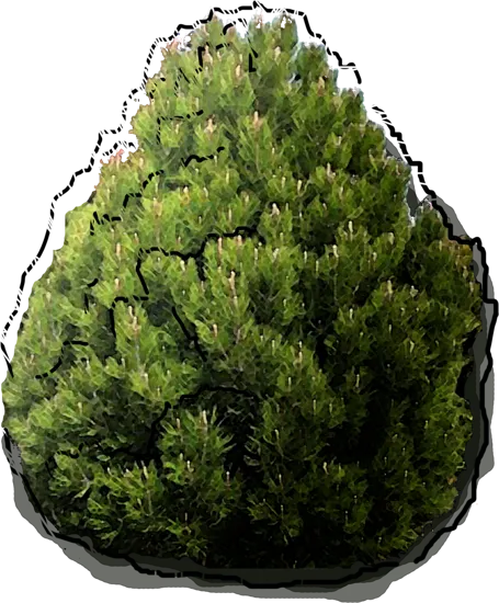 Roślina - Sosna bośniacka Aureospicta
