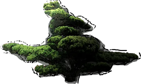 Roślina - Sosna drobnokwiatowa bonsai