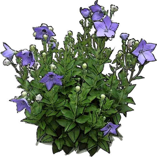Roślina - Rozwar wielkokwiatowy Astra Blue