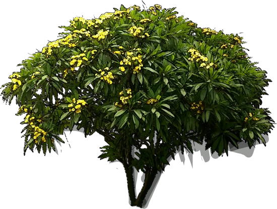 Roślina - Uroczyn lutea