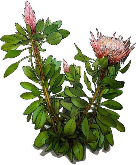 Roślina - Protea królewska