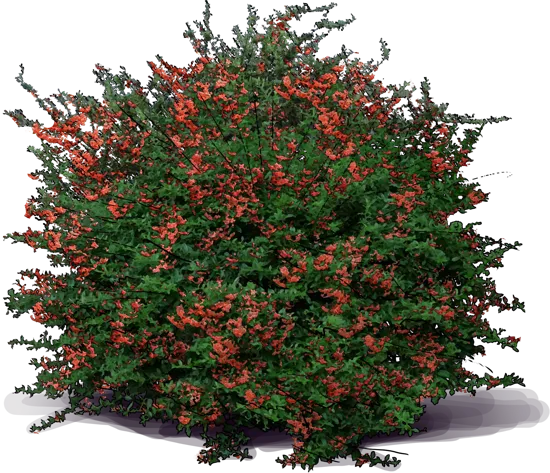 Roślina - Pyracantha koidzumii \u0022Santa Cruz\u0022