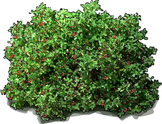 Roślina - Rhamnus californica \u0022Eve Case\u0022