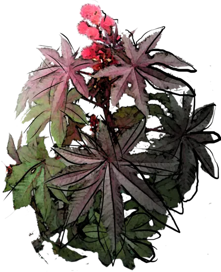 Roślina - Rącznik pospolity