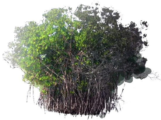 Roślina - Korzeniara mangle